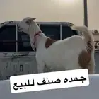 للبيع عنز طييبه العمر 5 شهور
