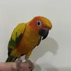 صن كنيور