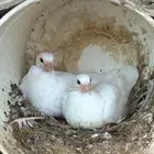 زغاليل فرنسي