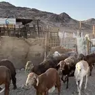 طليان سواكن حمري مرابى جادعان فاخر من الاخر