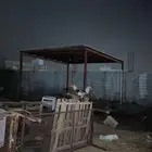 ديك للبيع مهجن باكستاني معا بلدي انتاجه الصوره الثانيه