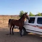 حصان واهو شيخ