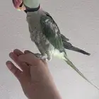 دره نيبالي ذكر اليف و متلكم