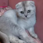 قطه سكوتش للبيع