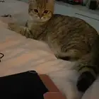 قطه سكوتش ستريت