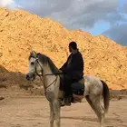حصان شعبي