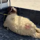ذبايح