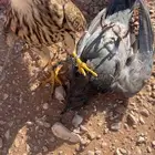 بأشق للبيع