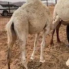 قعود لباني للبيع