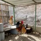 ثلاث دجاج وديك