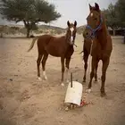 فرس عربيه ومهرها