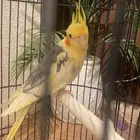 عصفور كروان