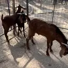 تيوس جنوبيه مغلقه فل