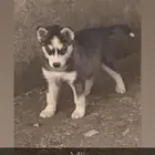 كلاب هاسكي
