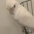 كروان الابينو عيون حمر