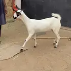 جفره بيشيه مكحله صنف تم البيع