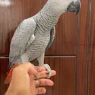 للبيع فرخ كاسكو اليف وهدد