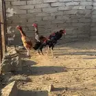 دجاج باكستاني