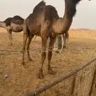 ناقه سليمه ضروبه طيبه وحالها اطيب
