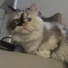قطة للتزاوج مجانا