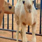 للبيع ناقه شعلاء
