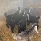 6 تيوس عوارض مخصيه