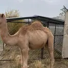 خميس مشيط