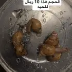 حلزون افريقي