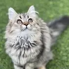 قطه انثى شيرازي (تم التبني)