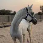 حصان واهو ورق