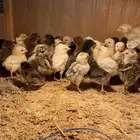 فروخ دجاج بلد