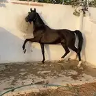 ايوا خيل وعسف
