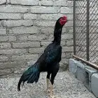 طقم دجاج شامو الماني