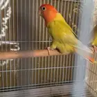 للبيع جوز روز منتج