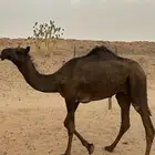 قعود مفرود