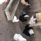 براهما و بلدي