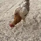 للبيع اربع دجاجت بياض شرط وبلدي