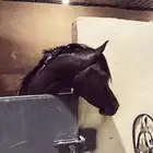 مهر ادهم واهو جمال