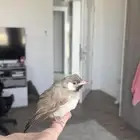 بلبول(تم البيع)