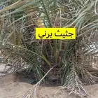 نخل للبيع ببيشة