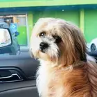 Shih Tzu Maltese mix 3.5 years old