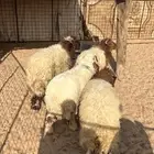 خرفان جذعان نعيم بلدي للبيع