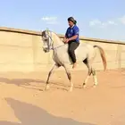 حصان شعبي ينافس الواهو شيخ.