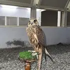 حر من حر للبيع