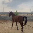خيل للبيع