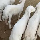 بهم