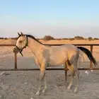 مهر للبيع اوراق للبيع