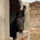 حصان ادهم اصيل بدون ورق