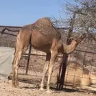 قعود