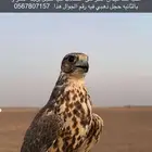 طير ضايع